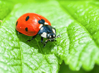 Good Gardening by Philip Greenfield: Don't let garden pests bug you