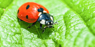 Good Gardening by Philip Greenfield: Don't let garden pests bug you