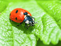 Good Gardening by Philip Greenfield: Don't let garden pests bug you