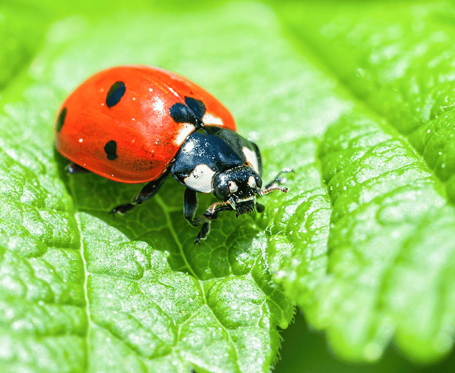 Good Gardening by Philip Greenfield: Don't let garden pests bug you