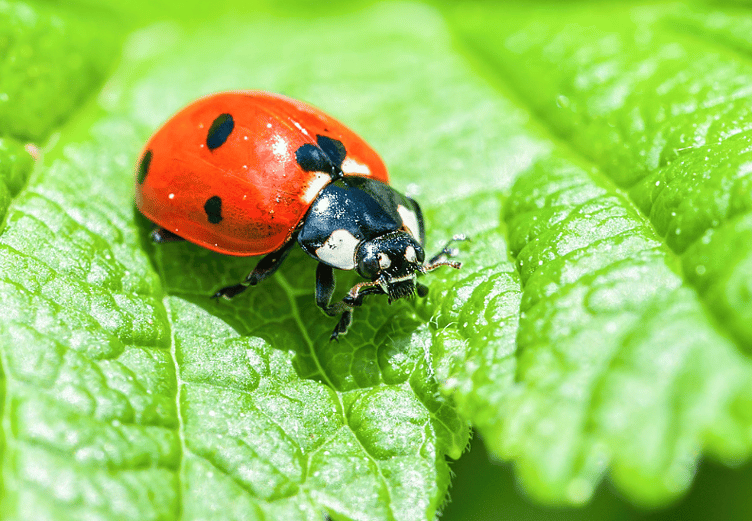 A ladybird searches for aphids on nettles (Photo: Heart of England Forest)
