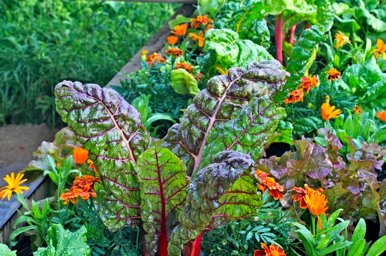 Marigolds are said to help protect vegetables from pests (Photo: Sow Right Seeds)