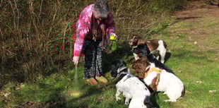 'Shame' as hundreds of piles of dog poo left in one short road