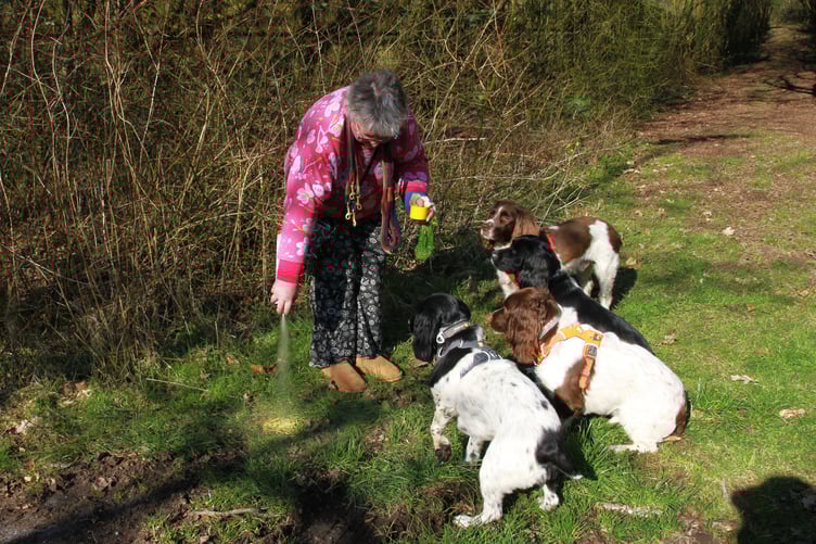 Alison Brown spray paints some uncollected dog poo in Milham Lane, Dulverton, while walking her own dogs. PHOTO: George Ody.
