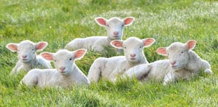 Warning to dog owners after sheep killed