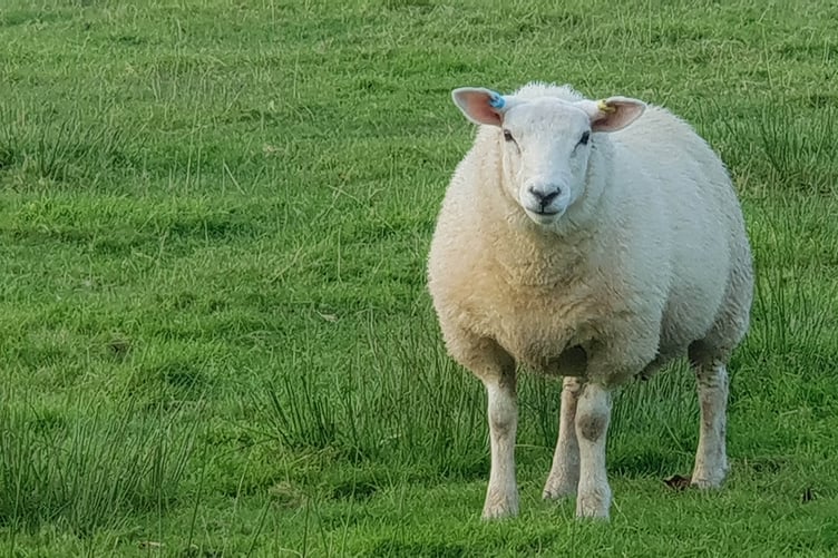 Dog owners are being warned to keep their animals on a lead when walking near sheep on Exmoor.