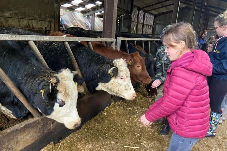 School pupils meet cows at Exmoor Farm School thanks to funding from the Farming in Protected Landscapes (FIPL) scheme.