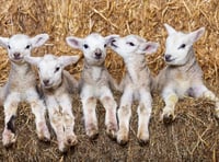 Five lambs born to the same ewe in a 'one in a million' occurrence