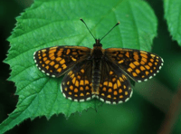 Woodland restoration will help rare butterfly