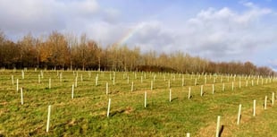 Wood culture experience comes to West Somerset