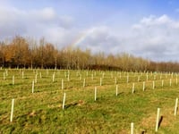 Wood culture experience comes to West Somerset