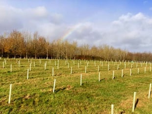 Wood culture experience comes to West Somerset