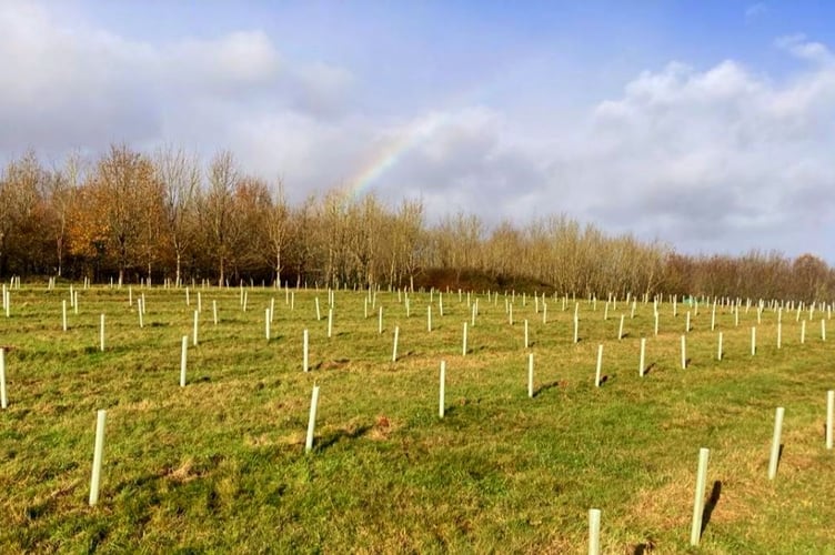 Trees planted as part of a Woodland Heritage project to create James Wood near Stogumber. PHOTO: Woodland Heritage.