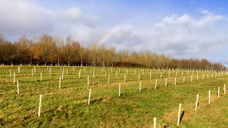 Trees planted as part of a Woodland Heritage project to create James Wood near Stogumber. PHOTO: Woodland Heritage.