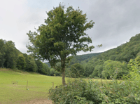 Scouts need more wardens for Exmoor campsite