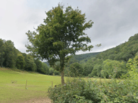 Scouts need more wardens for Exmoor campsite