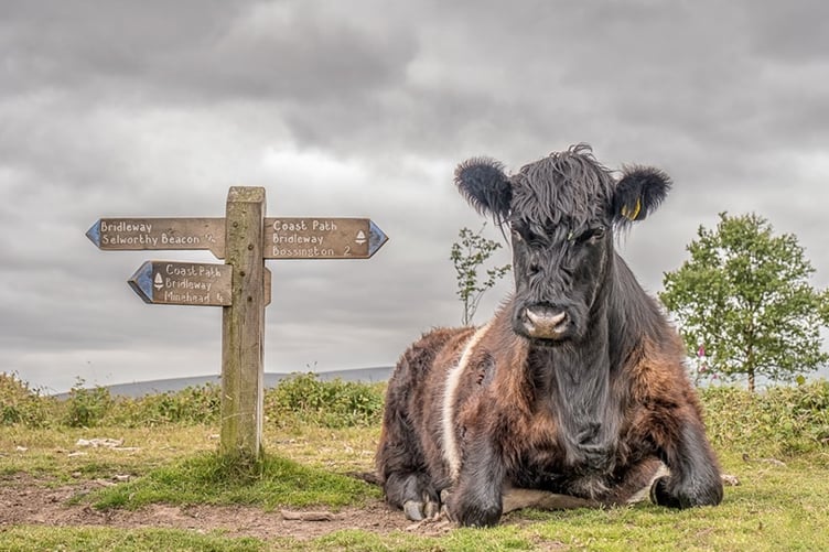 One of Exmoor's wooden signposts. PHOTO: Shaun Davey.