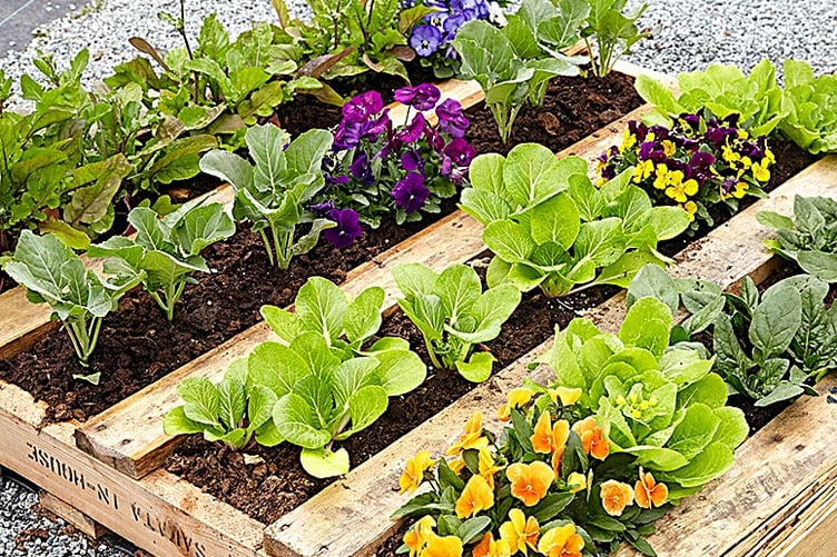 Raised flower beds have been created from old pallets.