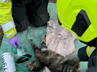 Diesel car fumes kill one cat and leave second 'critical'