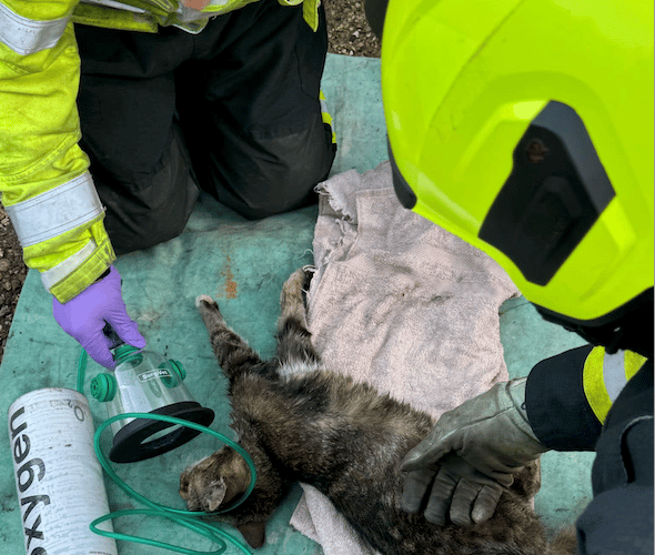 Firefighters give oxygen to a cat which nearly died when a car engine overheated and filled  a West Somerset garage with diesel fumes. PHOTO: DSFR.