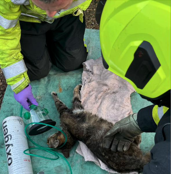 Firefighters give oxygen to a cat which nearly died when a car engine overheated and filled  a West Somerset garage with diesel fumes. PHOTO: DSFR.