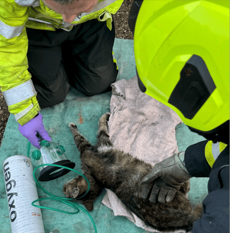 Firefighters give oxygen to a cat which nearly died when a car engine overheated and filled a West Somerset garage with diesel fumes. PHOTO: DSFR.
