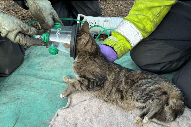 One of this West Somerset cat's nine lives was used up when it was found in a critical state but revived by firefighters using a pet oxygen mask. PHOTO: DSFR.