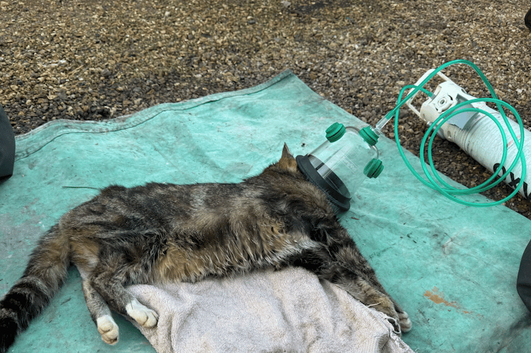 This cat nearly died from diesel fumes when a car overheated in its owner's garage. PHOTO: DSFR.