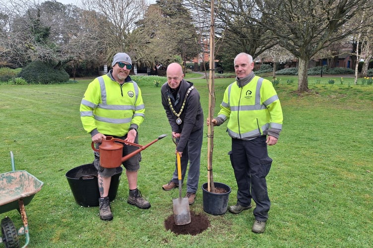 Minehead Mayor Cllr Craig Palmer plants a 'tulip tree' in Blenheim Gardens to mark the park's centenary. PHOTO: MTC.