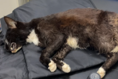 Felix the cat - The owner of a cat who died after he was left to suffer with a severe flea infestation has been banned from keeping animals for 15 years.