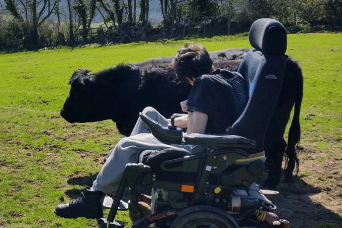 Minehead's Daniel Sully may be confined to a wheelchair but he still keeps cattle in a field he rents.