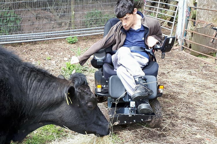 Wheelchair-bound Danial Sully with one of his cows.