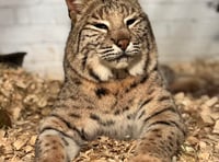 Bobcat Bode to move into new zoo enclosure