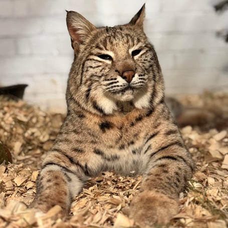 Bode, a rescued bobcat, can be seen at Tropiquaria Zoo, near Watchet, from Sunday.