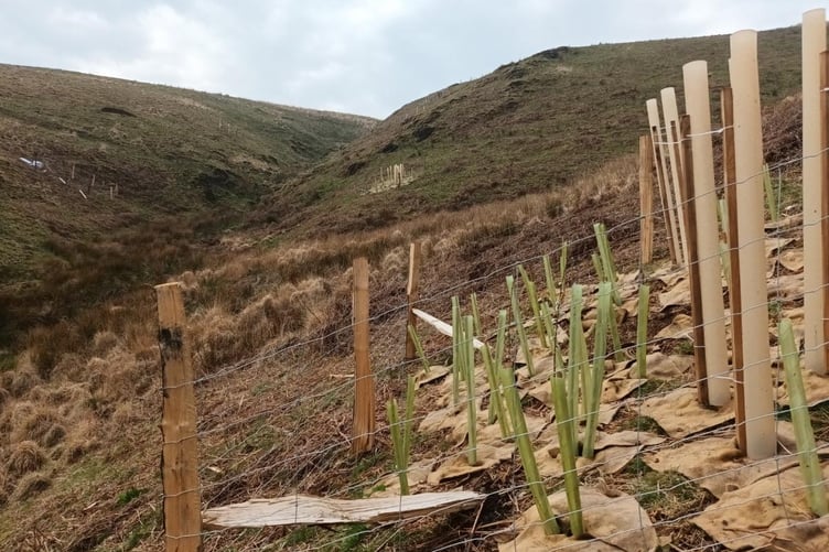 An applied nucleation plot at Little Halsecombe, on Exmoor, with a complementary mixture of 45 trees and shrubs providing protection and shelter as well as seeding and regeneration potential. PHOTO: ENPA.