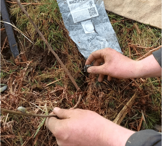 Introducing mycorrhizal pellets to trees being planted on Exmoor. PHOTO: ENPA.