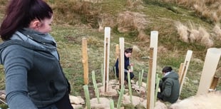 Sheep's fat used to protect newly planted trees