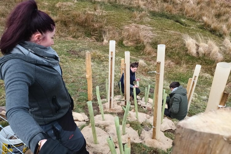 Planting trees on Exmoor using degradable mats, spirals, and tubes. PHOTO: ENPA