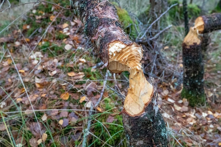 A close up shot of a beaver tree felling.