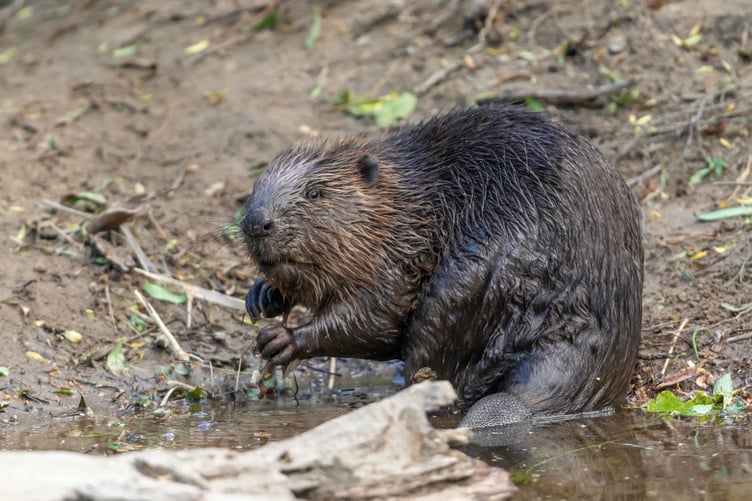 A wild beaver on The River Tay. PHOTO: Elliot McCandless.