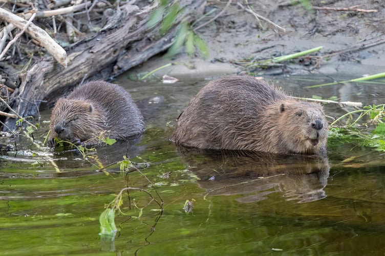 A pair of beavers like those planned for release into the wild on Exmoor. PHOTO: Elliot McCandless.