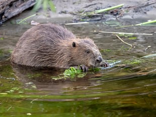 Plans for wild beaver releases on Exmoor