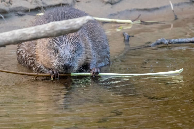 A beaver stripping bark.