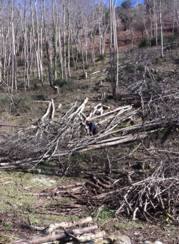 Woodland on Minehead’s North Hill is being managed by West Somerset Green Forum