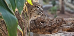 Bobcat Bode's West Somerset home officially opens