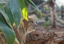 Visitors flock to see Tropiquaria home opened for rescued bobcat Bode