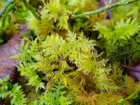 Exmoor's Atlantic Woodlands: A haven for rare mosses and liverworts