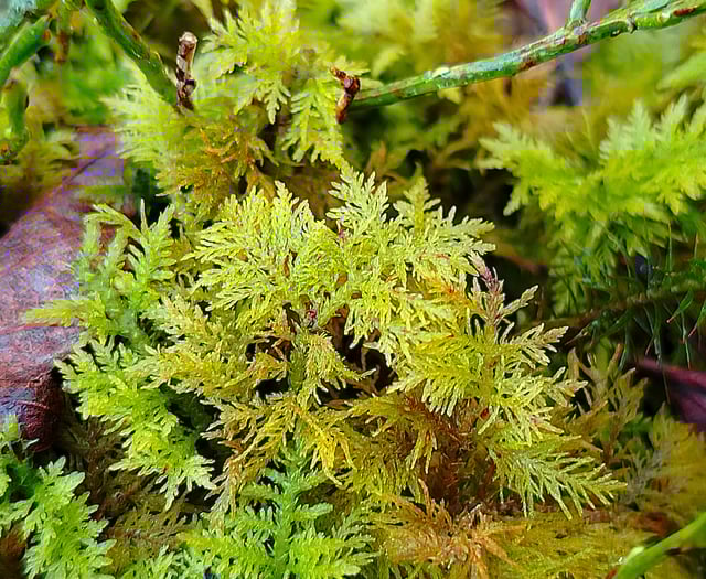 Exmoor's Atlantic Woodlands: A haven for rare mosses and liverworts