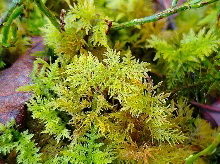 Common Tamarisk Moss