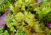 Exmoor's Atlantic Woodlands: A haven for rare mosses and liverworts
